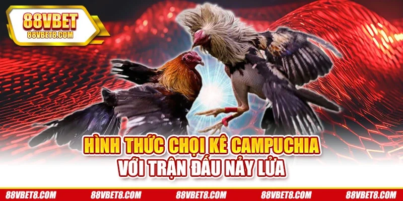 Hình thức chọi kê Campuchia với trận đấu nảy lửa Hình thức chọi kê Campuchia với trận đấu nảy lửa