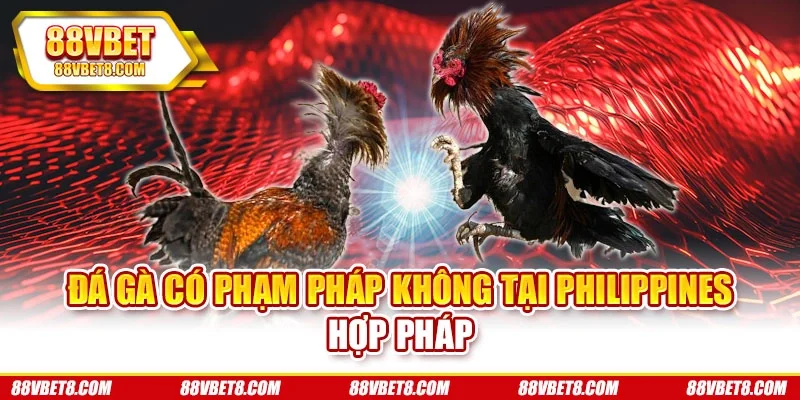 Đá gà có phạm pháp không tại Philippines hợp pháp Đá gà có phạm pháp không tại Philippines hợp pháp